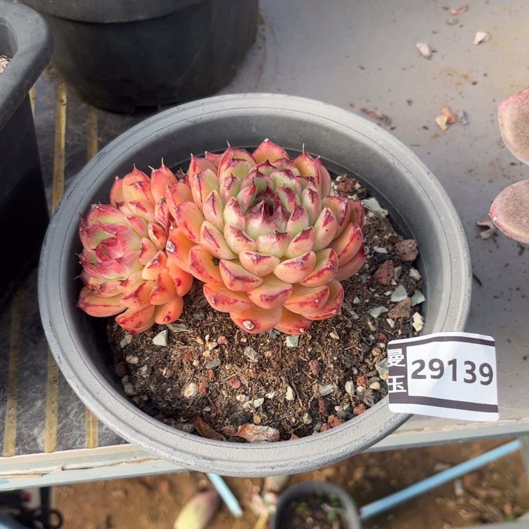 水晶杂多肉植物29139