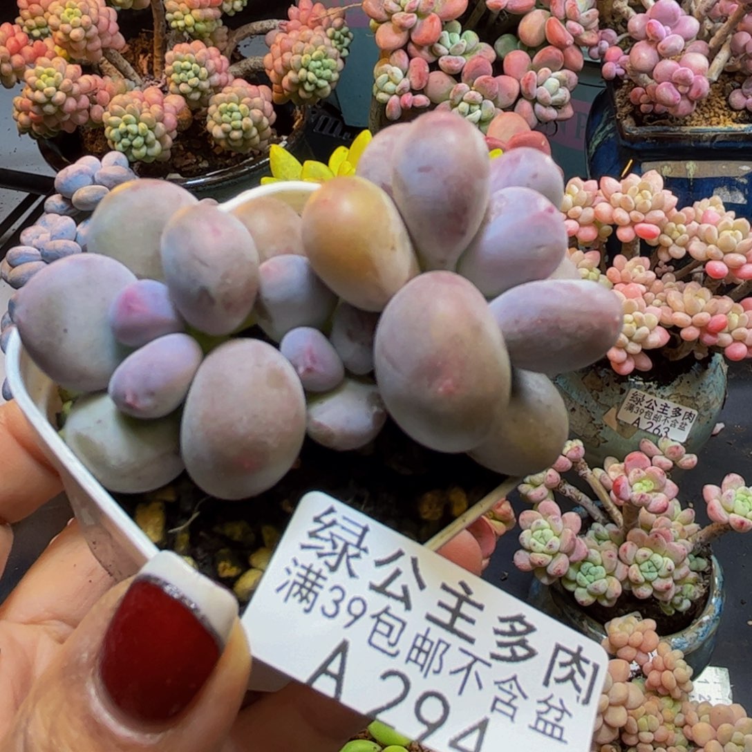 糖豆奶酪294/6cm多肉