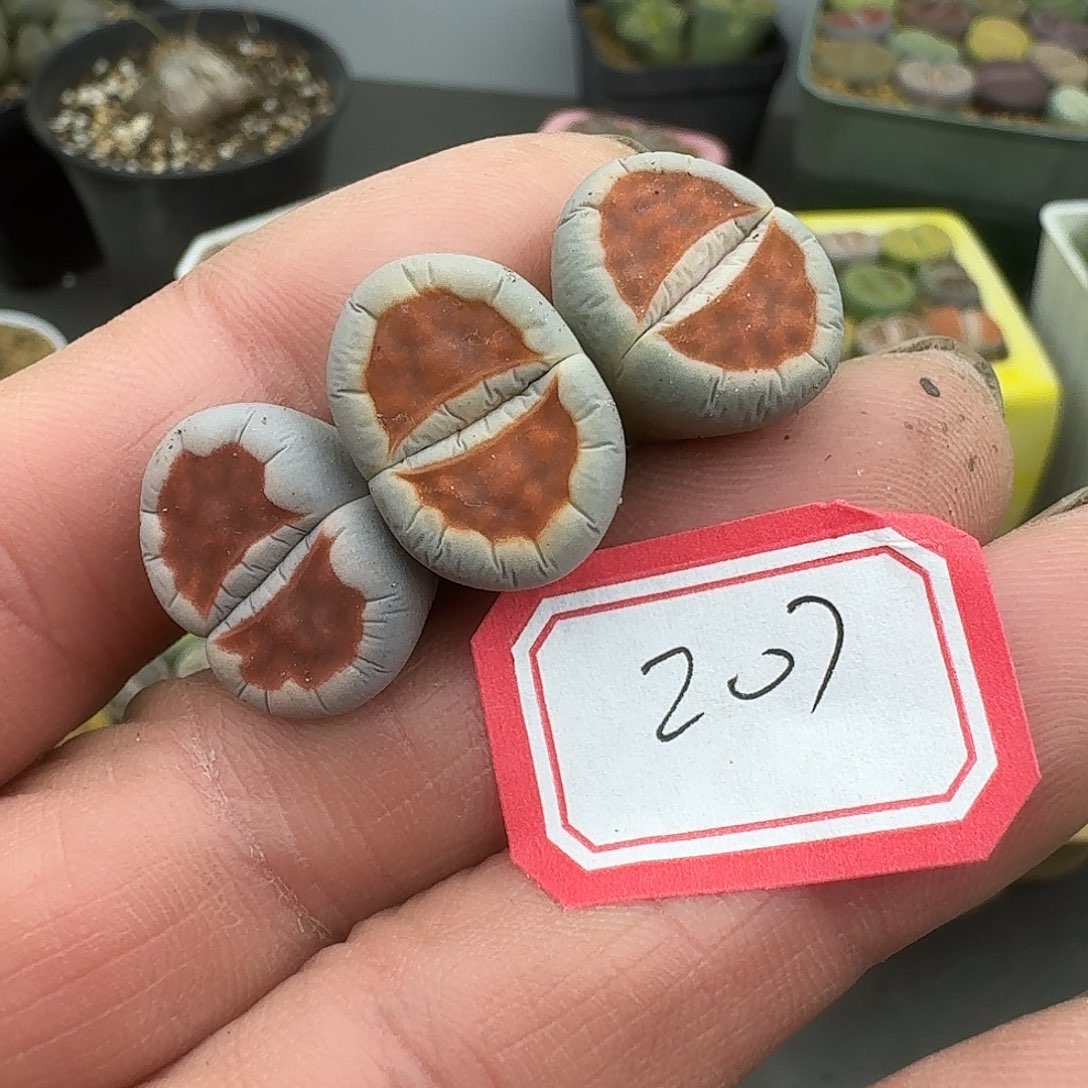 207多肉哈哈哈哈哈哈哈