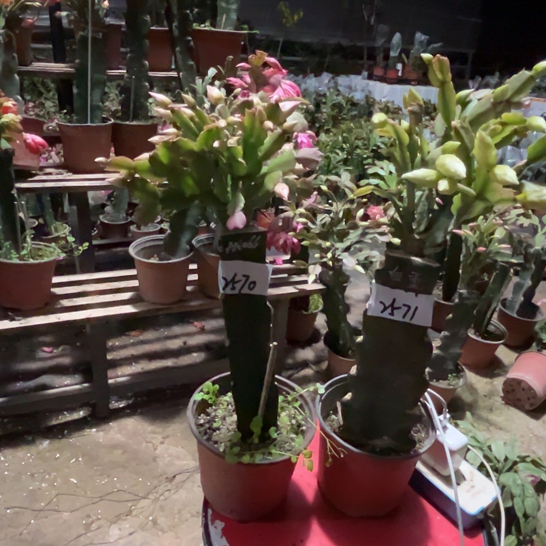 完全开放2570➕2571送2份叶