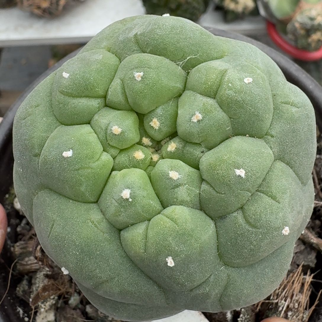 【闪购商品】大尤皱尤鲜005