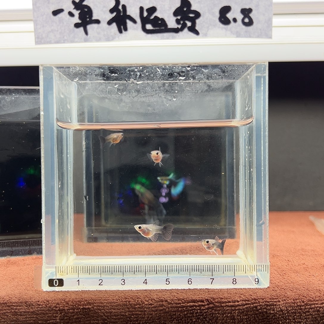 孔雀鱼蓝礼服玻璃猫4条