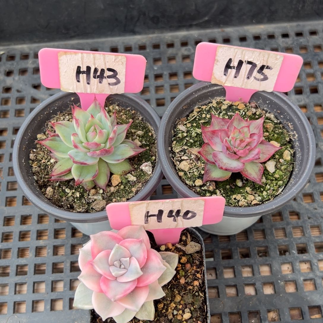 米*H43H75H40惊鸿单头多肉2颗紫乐锦1颗