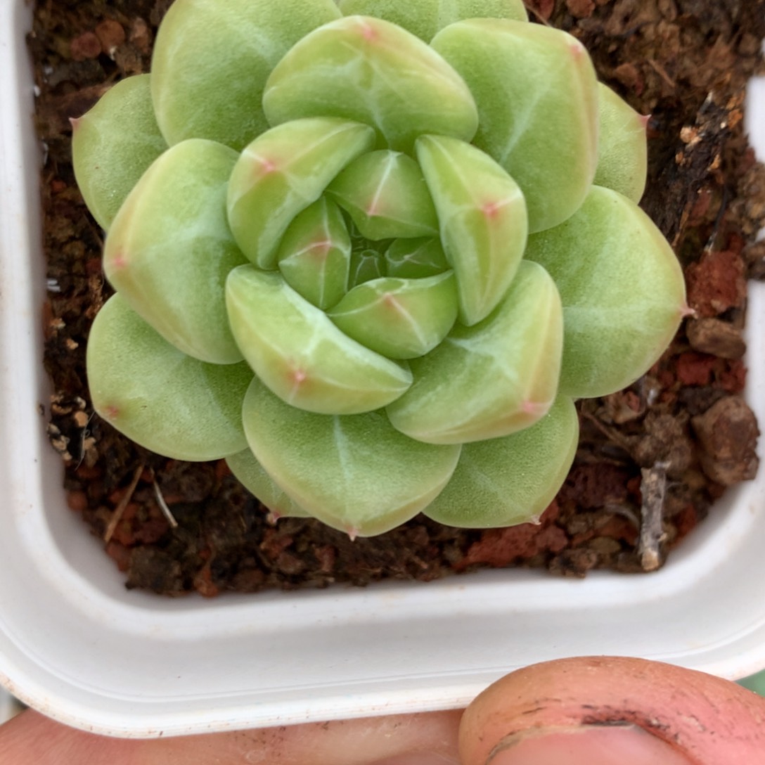 全部花朵宽叶绿油4号