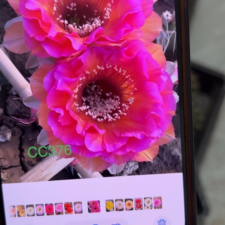 无花朵无根侧芽歪cc376