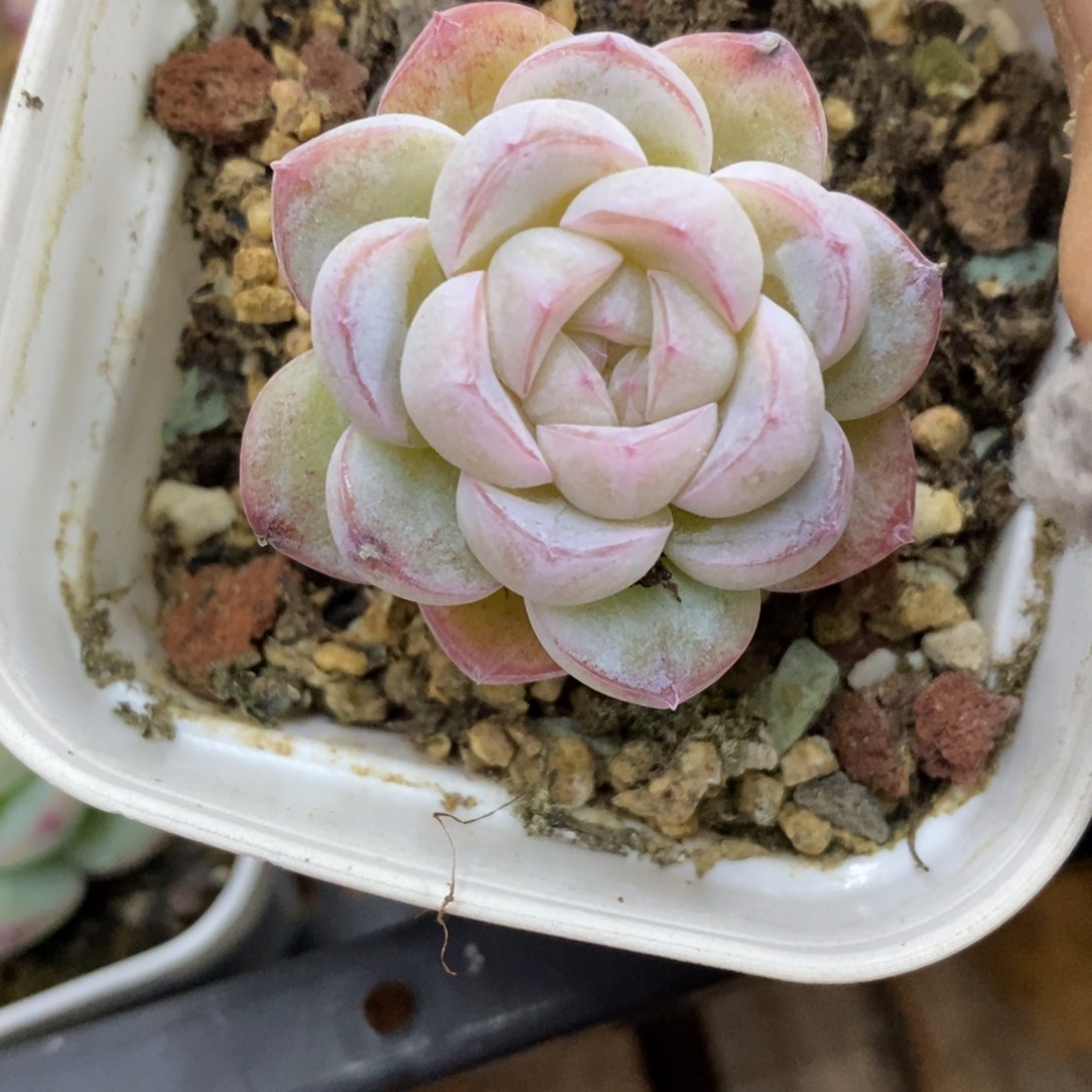 精品多肉物一拍不包整289