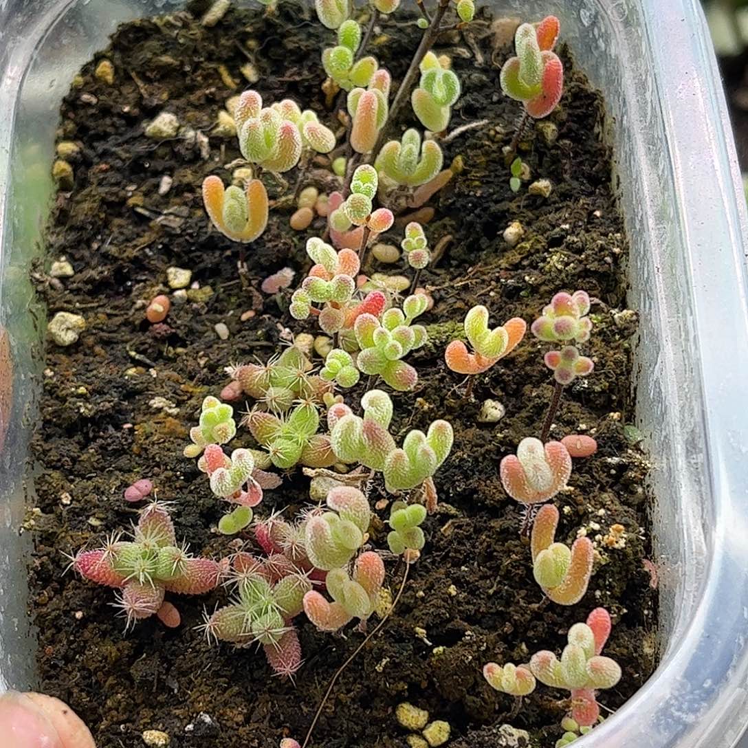 45混播切糕优选枝干