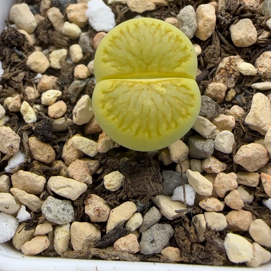 402生石花大棚直播