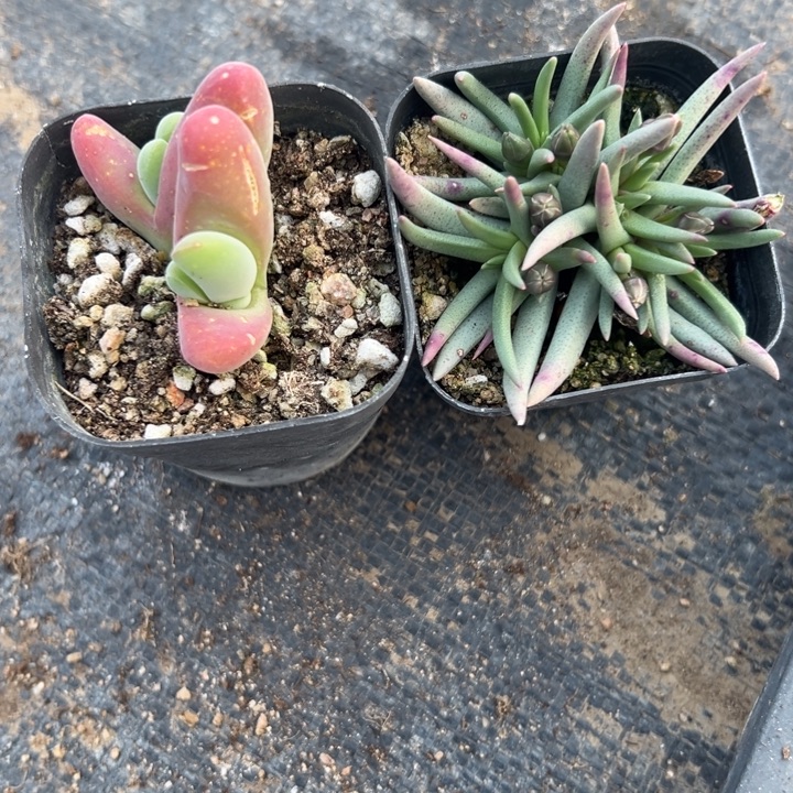 美杜莎➕鲨鱼，一物一拍