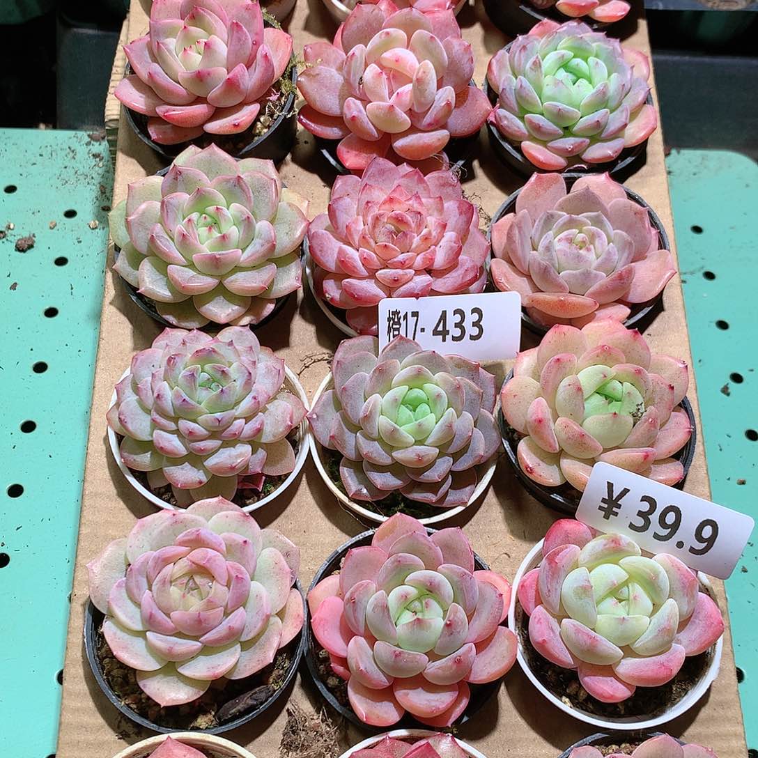 17-433一物一拍带盆18颗