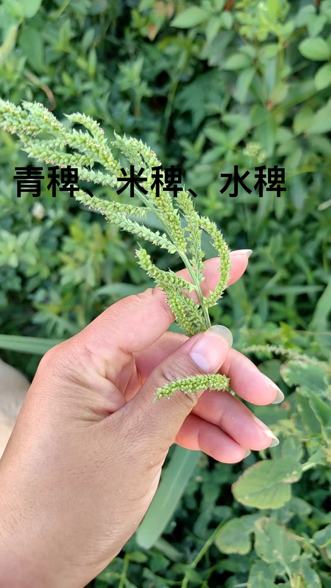 青稗，米稗，水稗，耐高温挺水草，适合养虾