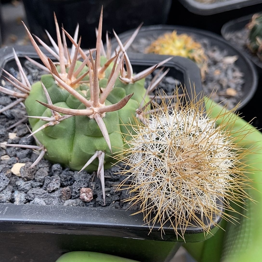 娇***长实生魔碧玉，金刺马库斯