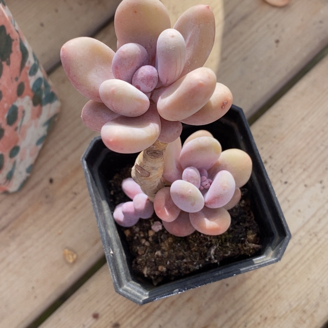 可问主播品种，下滑链接更多品种多肉选择