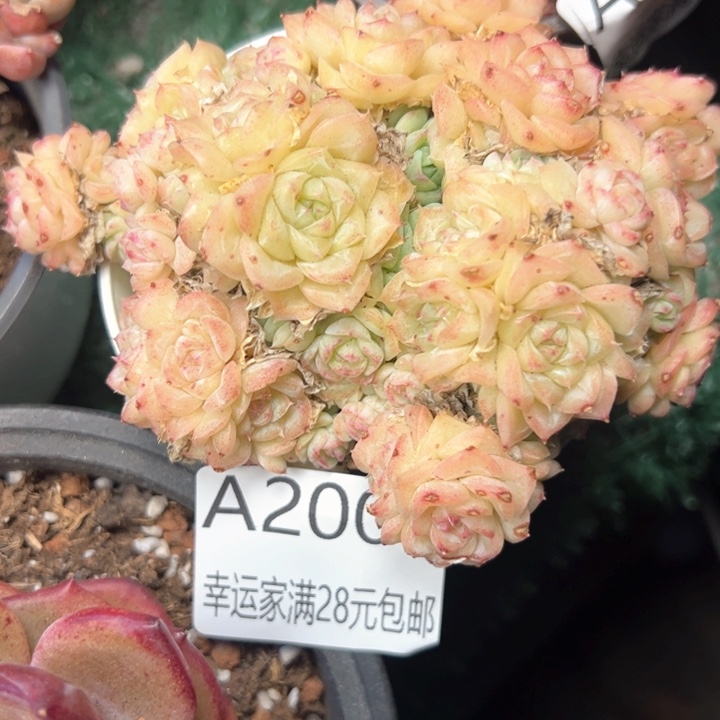 幸运的是我的朋友