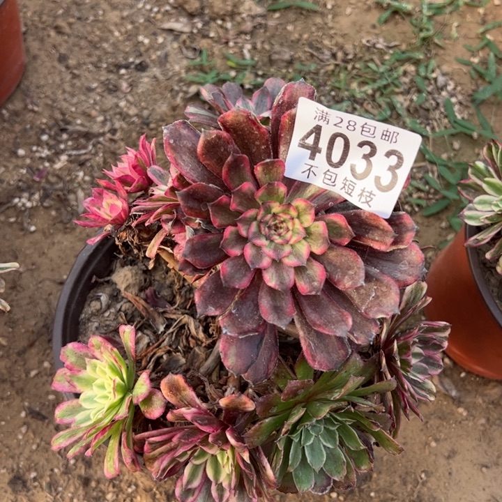 用***24033多肉植物水才画