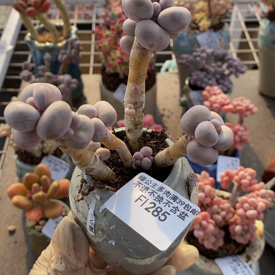 芭比奶酪285/9c m