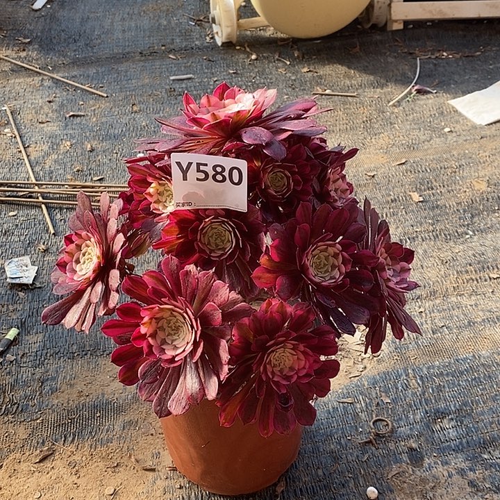 半**糖红铜580。            