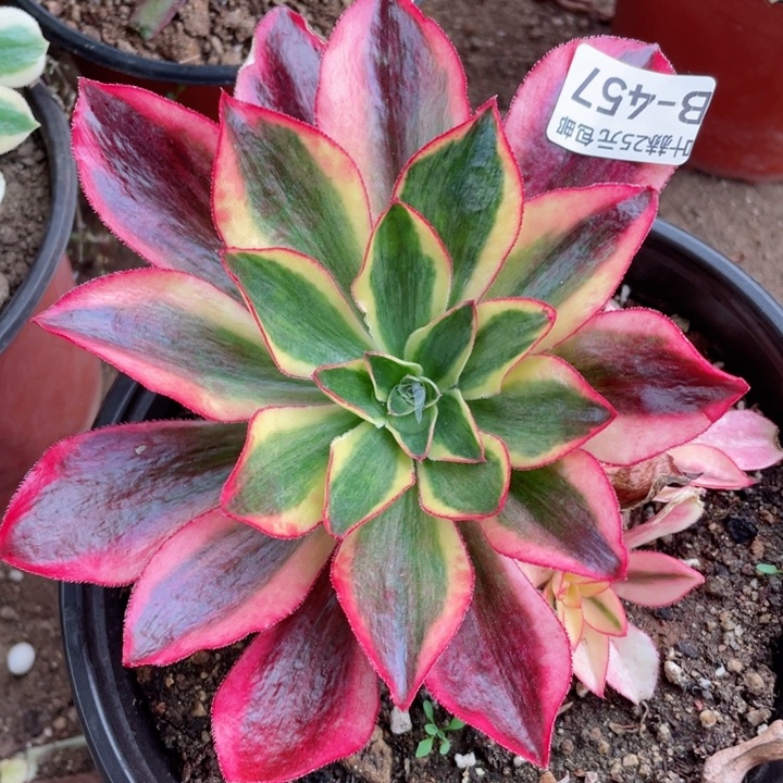 457魅影多肉1234567