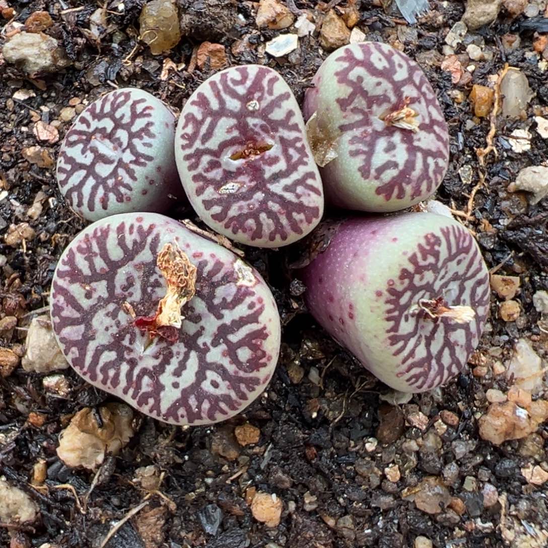 郭***?1.27好看的多肉916