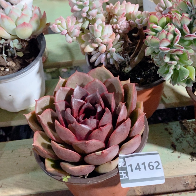 【闪购商品】红灯14162