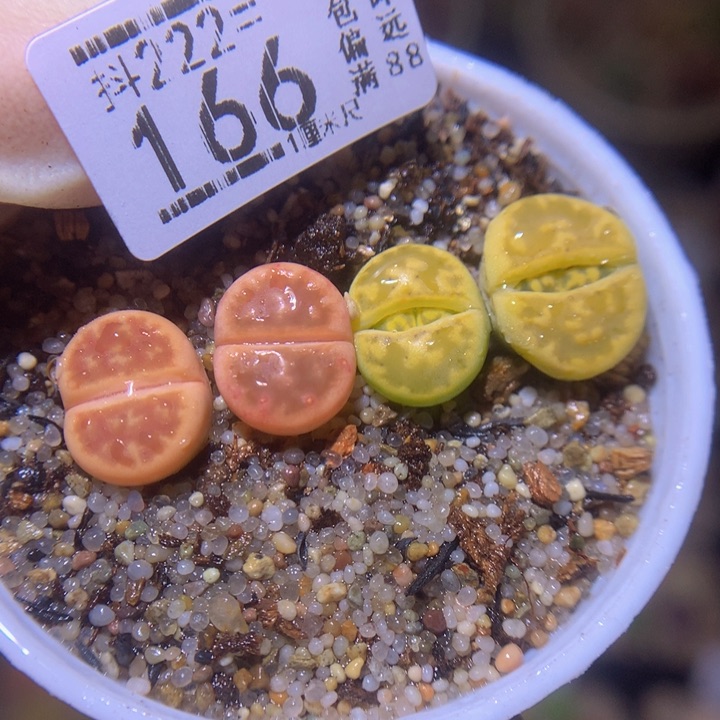 精品生石花222.166