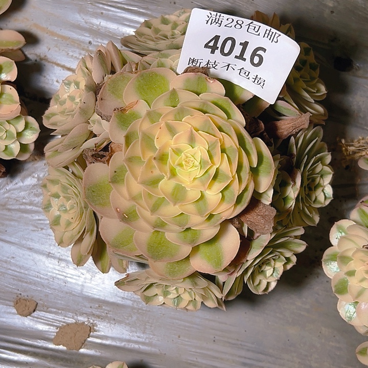 4016倾城多肉植物