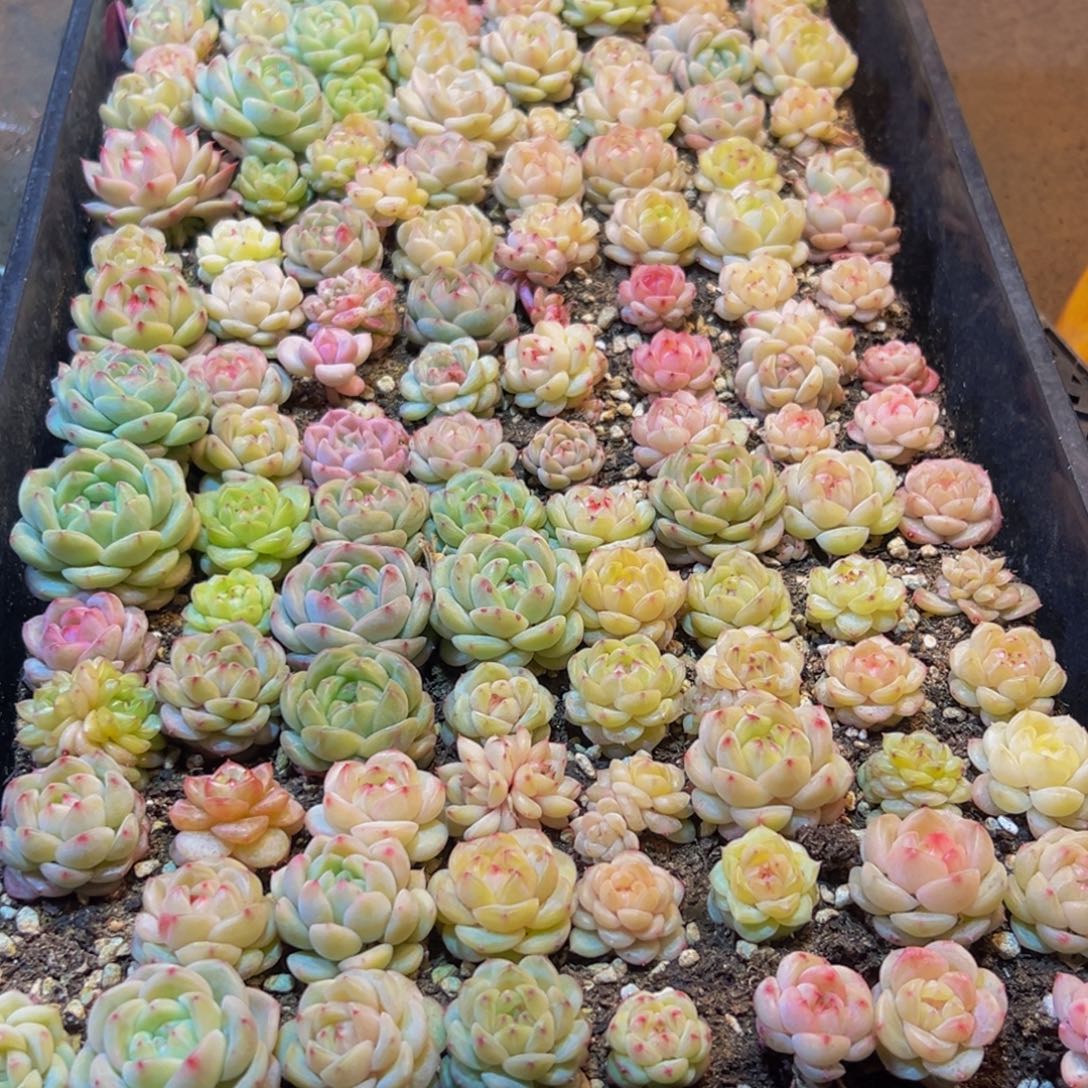 俩***&602多肉葡萄的味道是真的