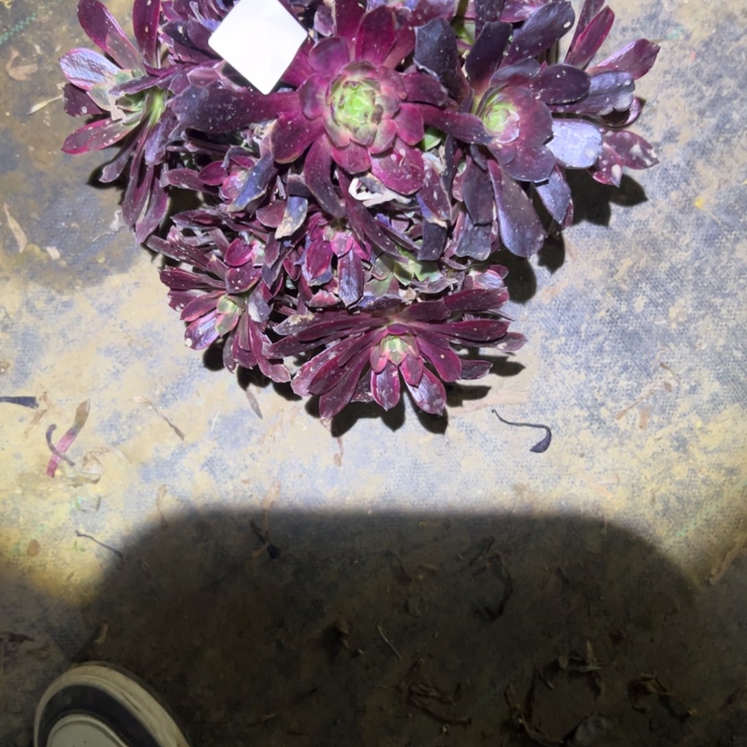 腊*赤霞飞多肉一物一拍95