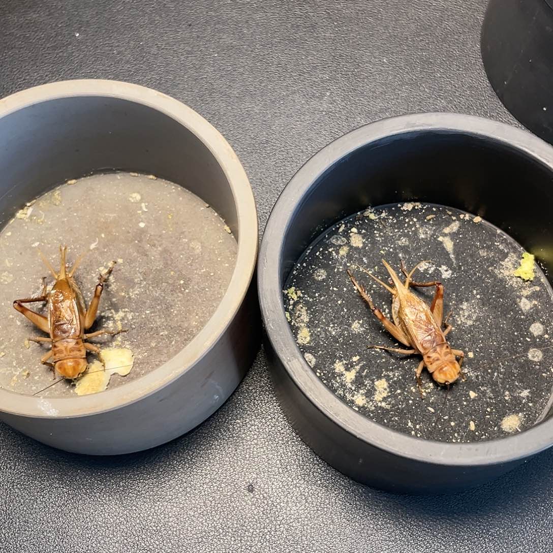 飞***鱼木津门老刘黑虫精品大冰糖紫两条