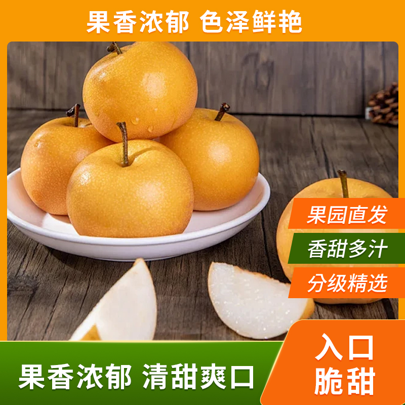 山东正宗冰糖秋月梨新鲜采摘包邮现摘现发脆甜皮薄多汁大果梨子