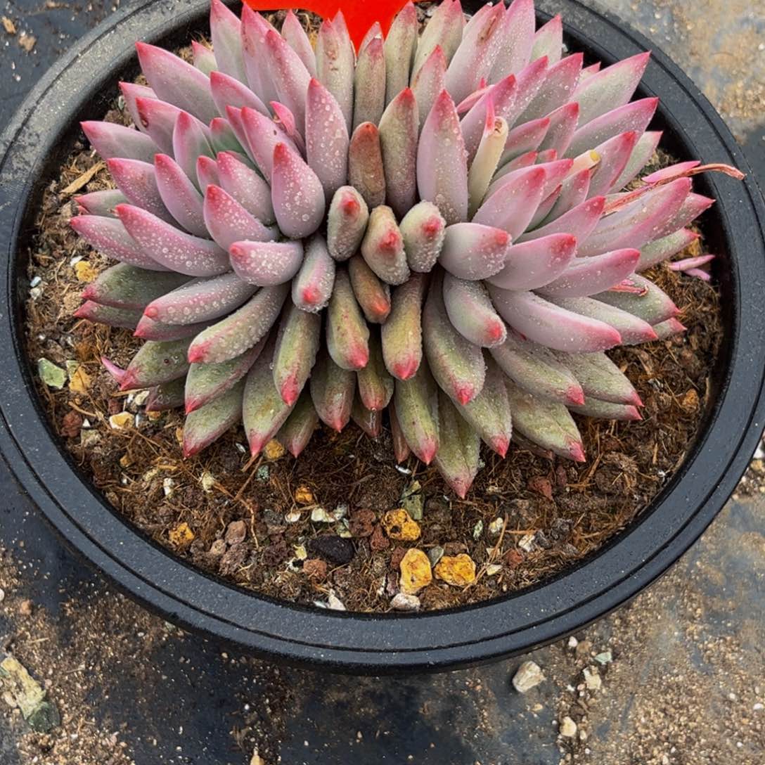 你****？2438下午多肉植物群生