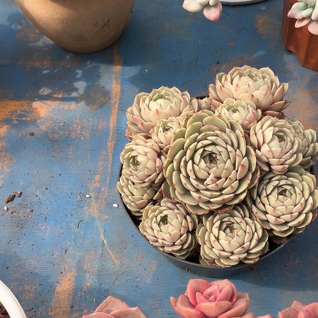 霉****?笨吧多肉植物保护27