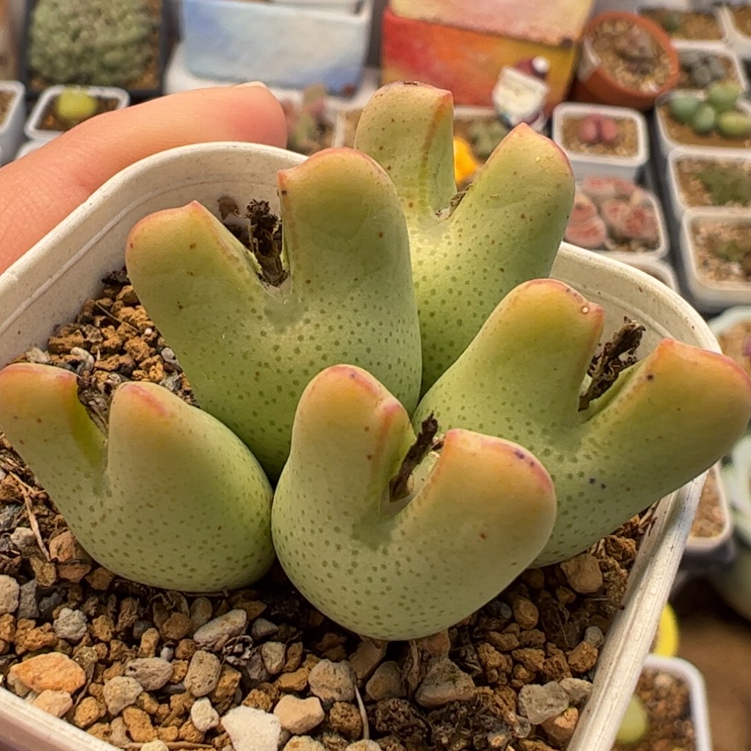 066多肉植物组合