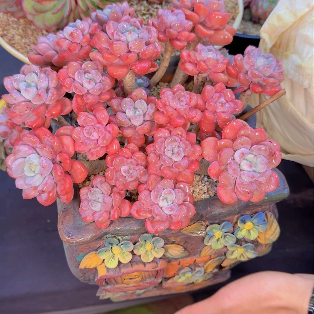 用****2多肉植物的生长发育