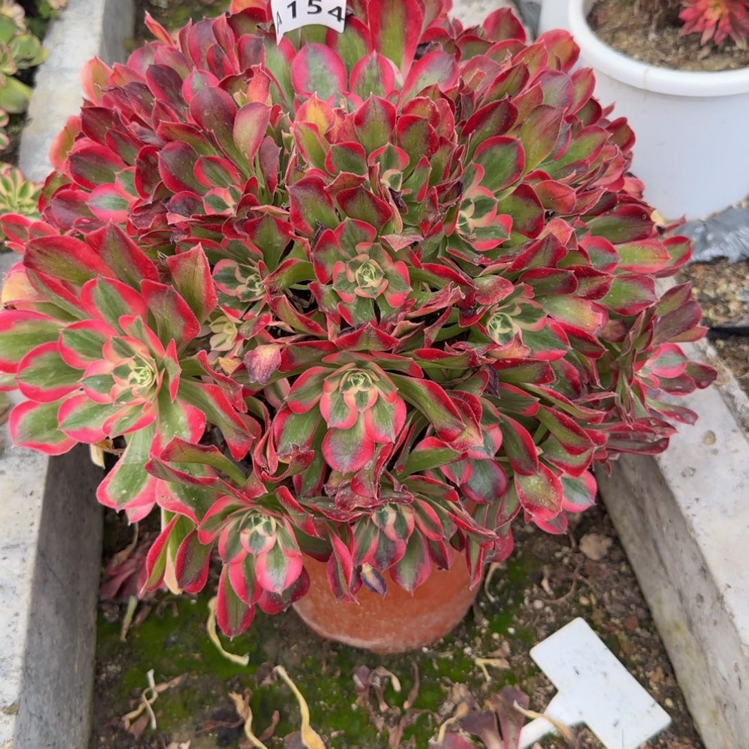 154妖月红体。多肉植物