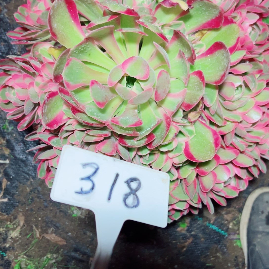 多肉植物妖月法师