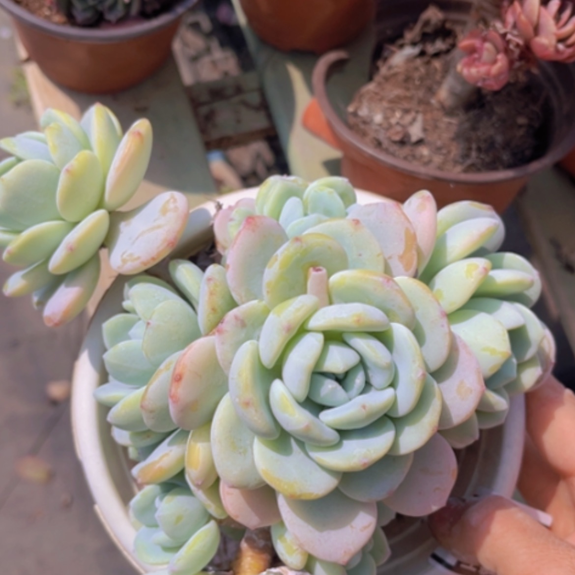 【闪购商品】冷香1664