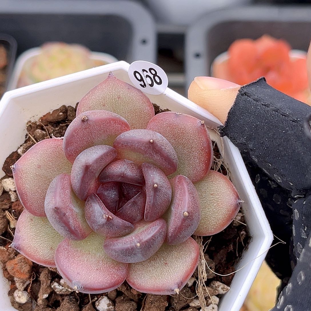 968  新品珍妮18包邮