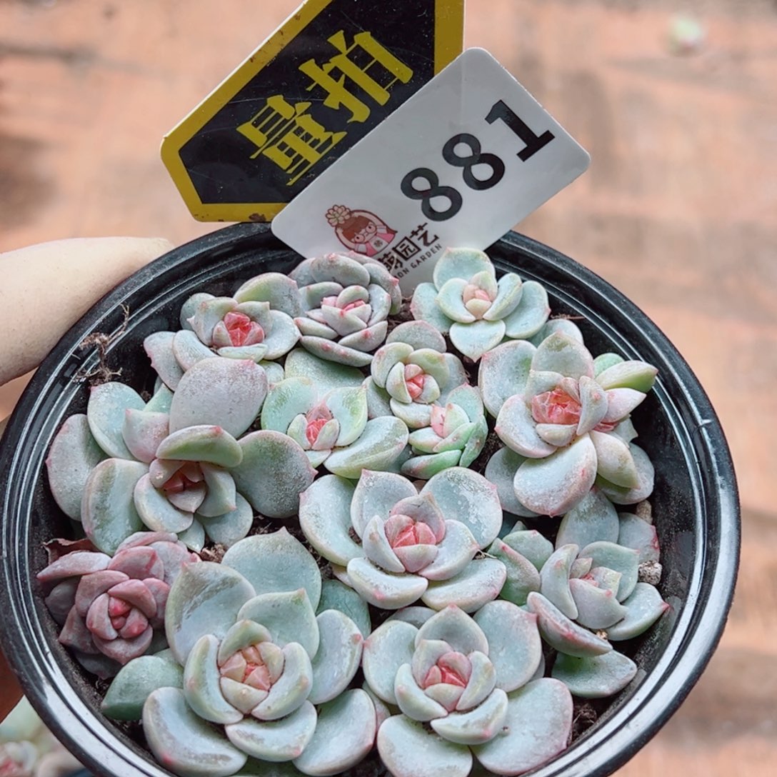 多肉植物多肉植物