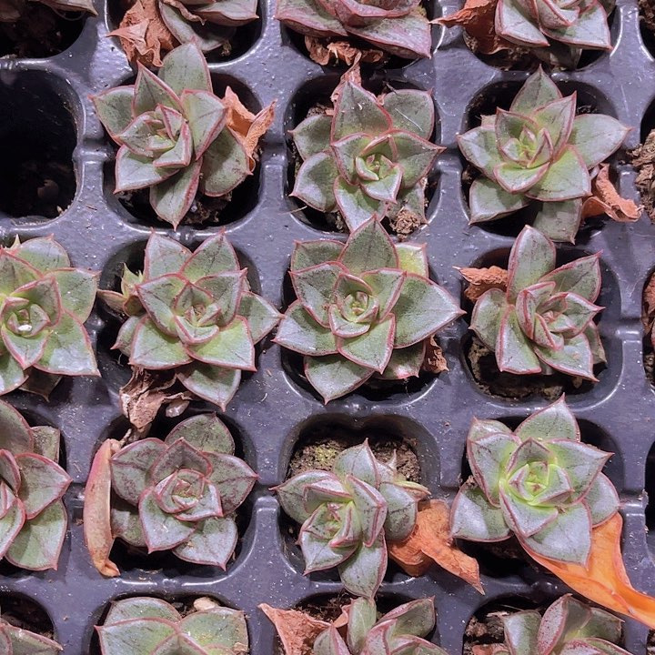 精品麒麟座多肉植物