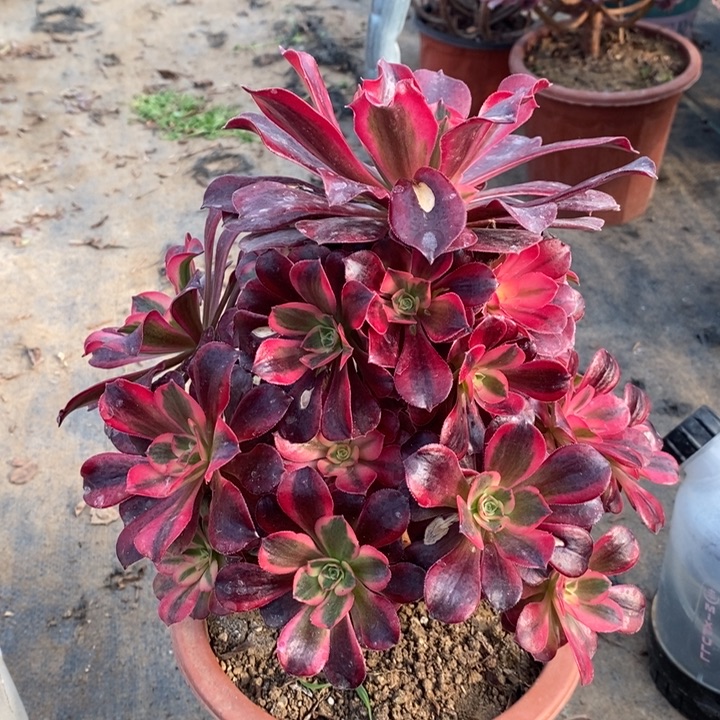 美杜莎多肉植物5。  