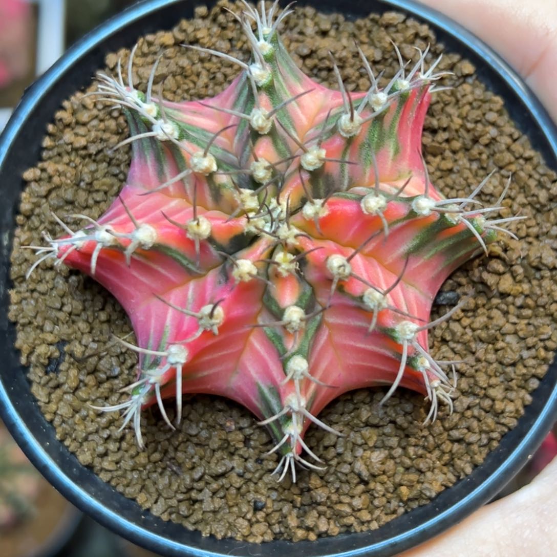 泰系米哈锦，带盆土发货