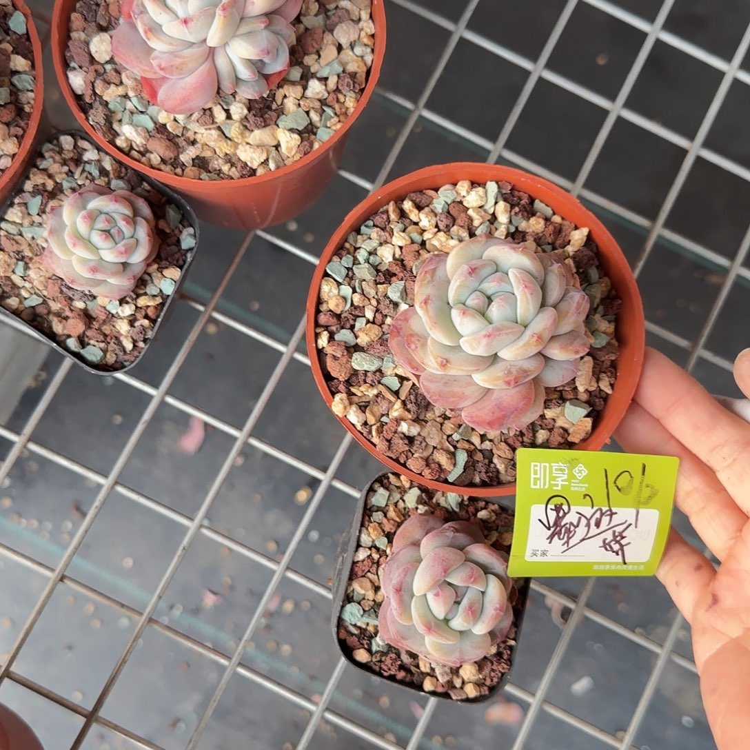 墨***迹星影小单头带盆发货