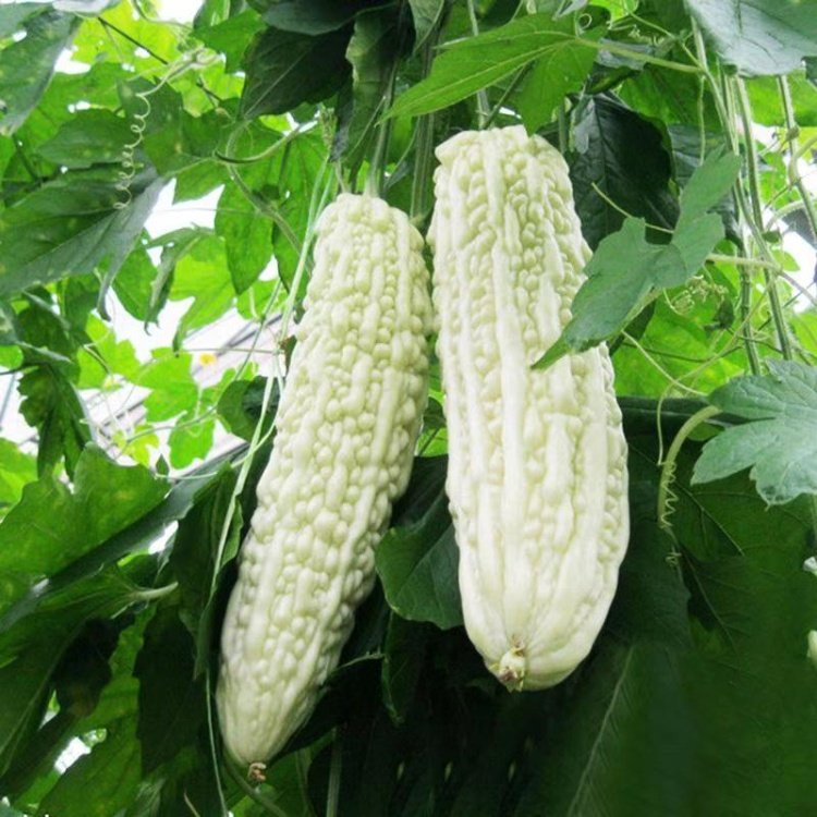 茶陵农家露天种植老品种白苦瓜