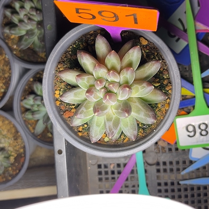 多肉植物申公豹591