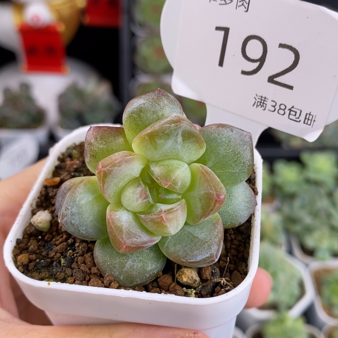 欲仙双头福利192号