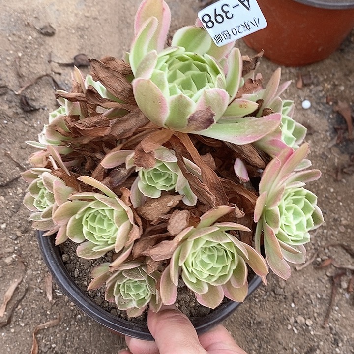 398海王多肉植物福利