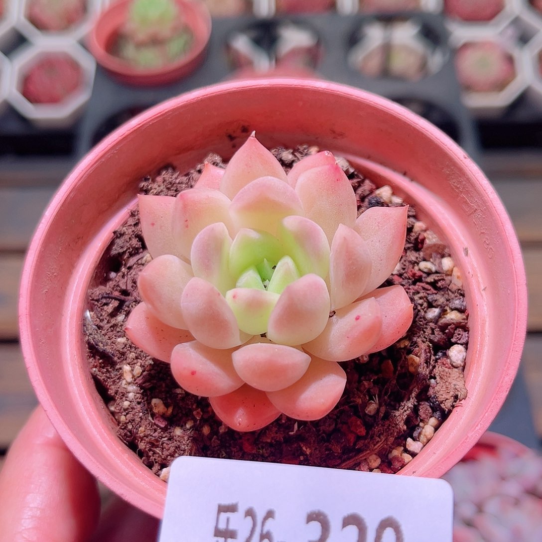 乐然26-329 麦秆单头 