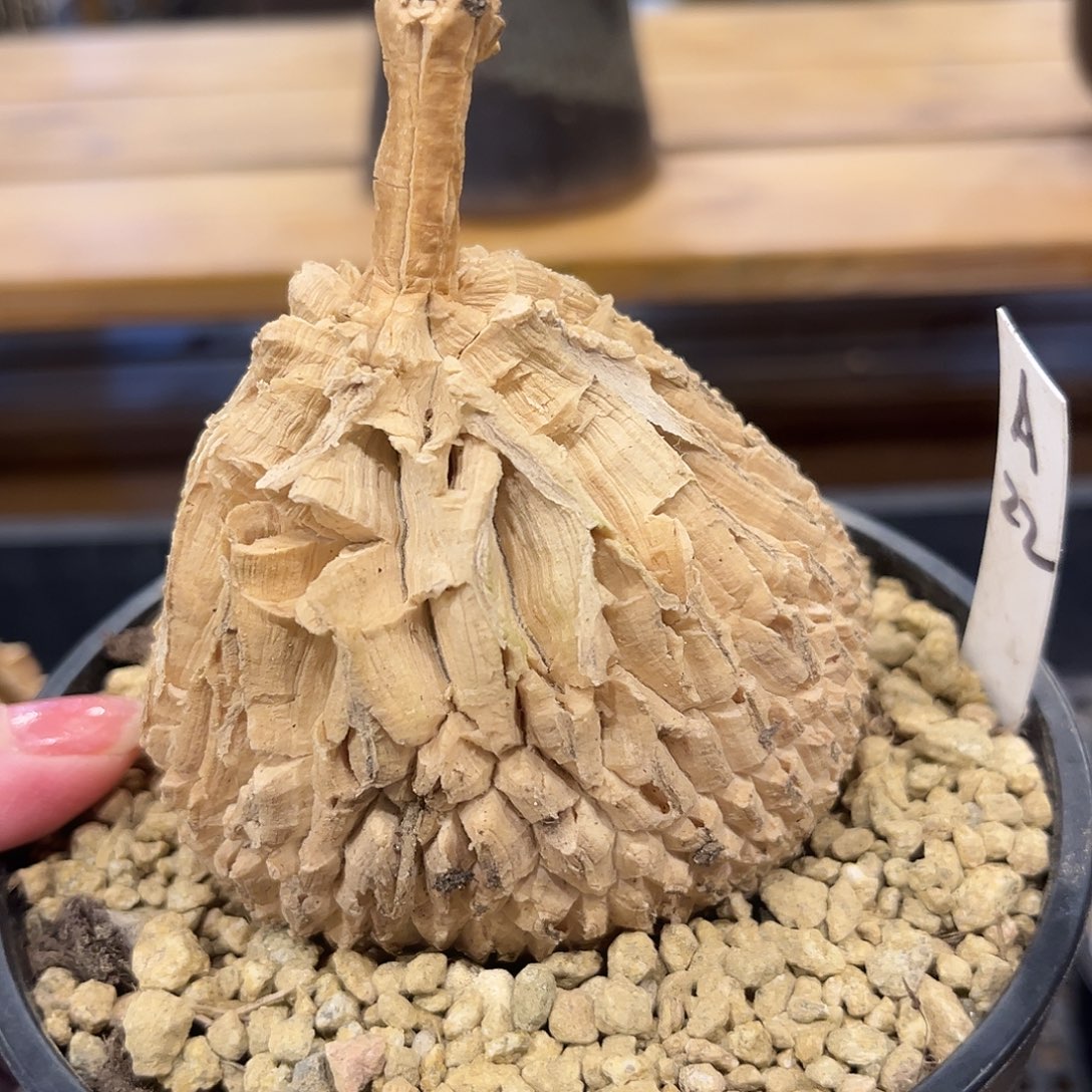 啊***嘞汤圆植物龟甲箩魔A22