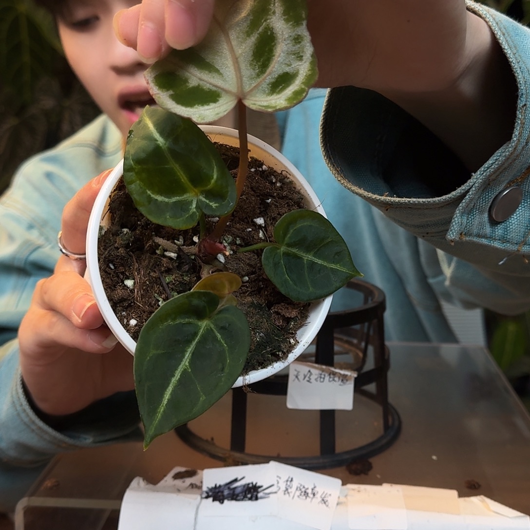 不开花植物L34粉柠檬杂